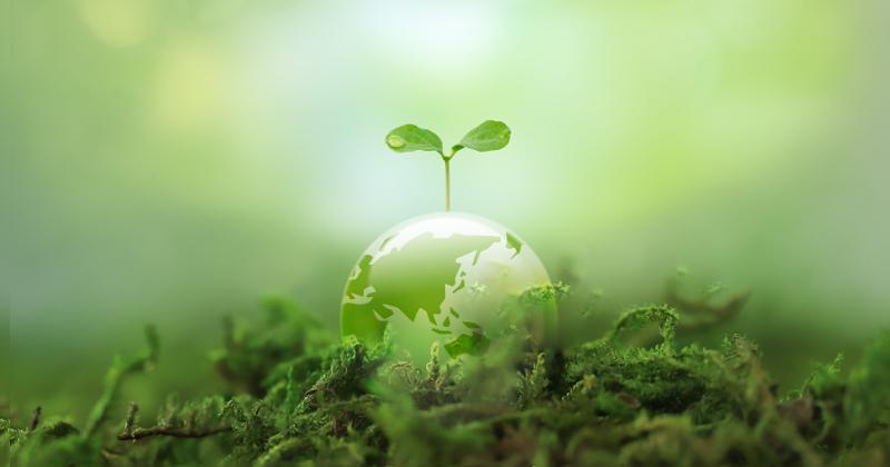 Globe with plant growing out the top