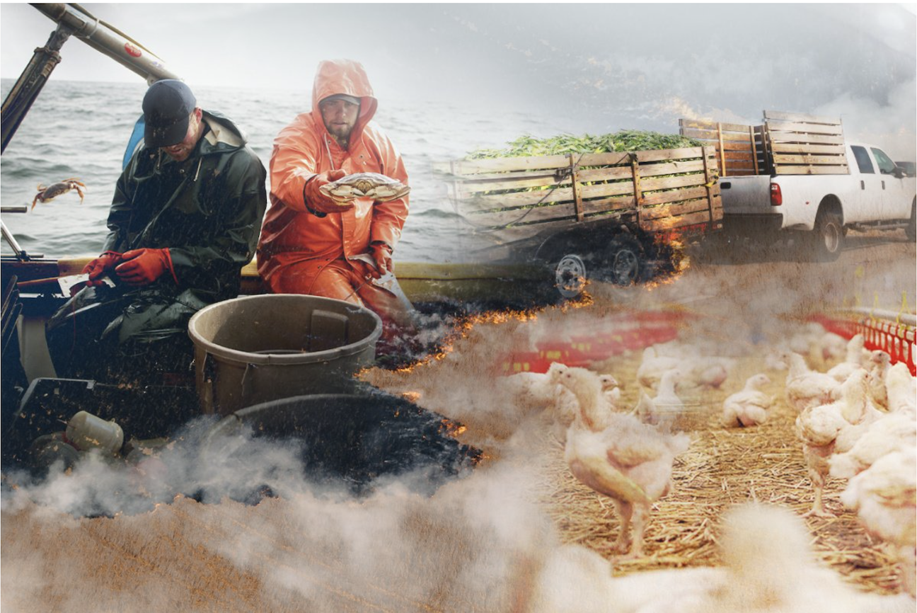 Illustration of different types of food production