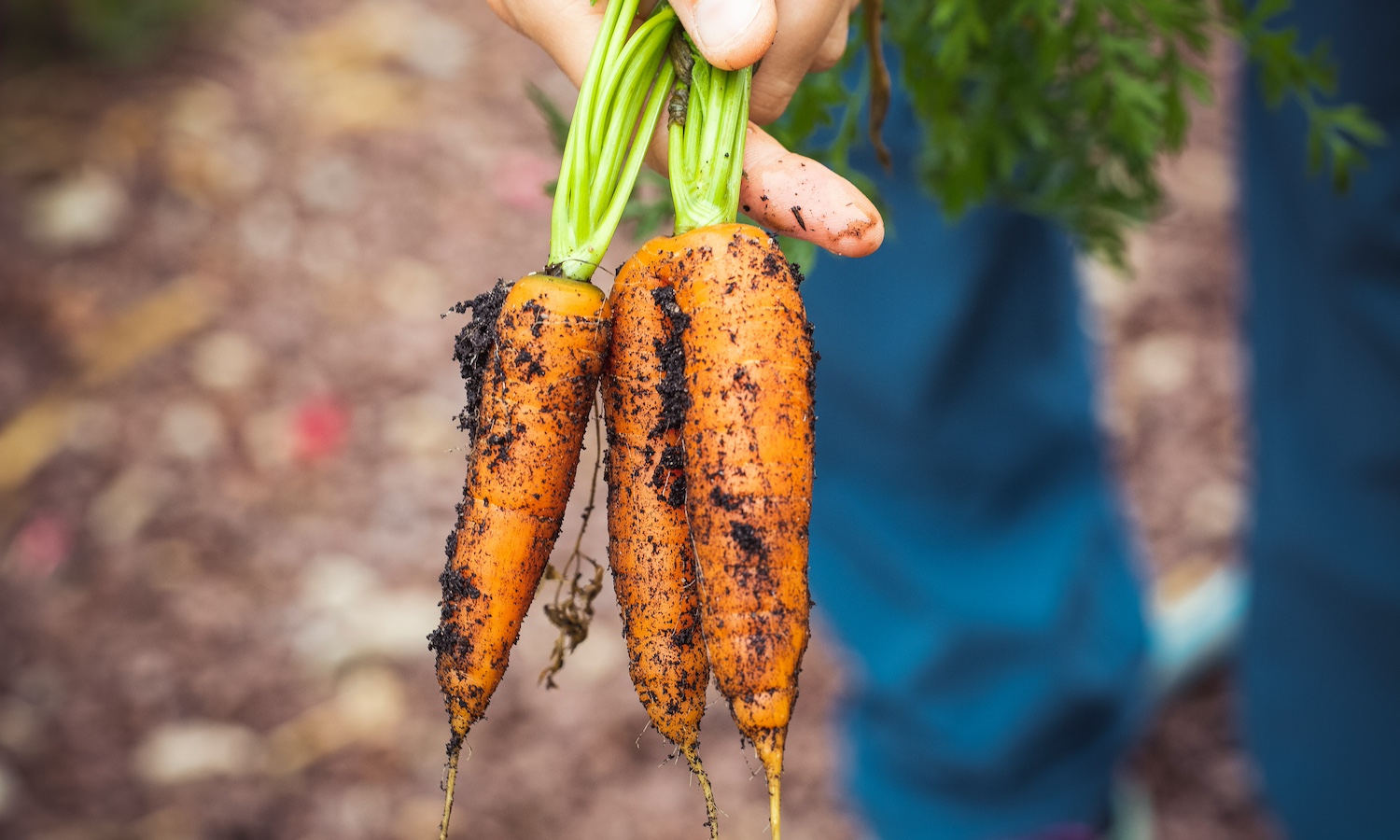 Carrots showing the importance of food