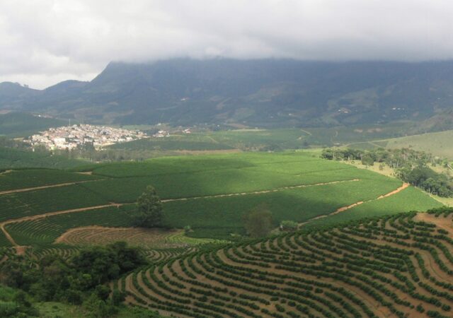 Anne Lappe Essay field 