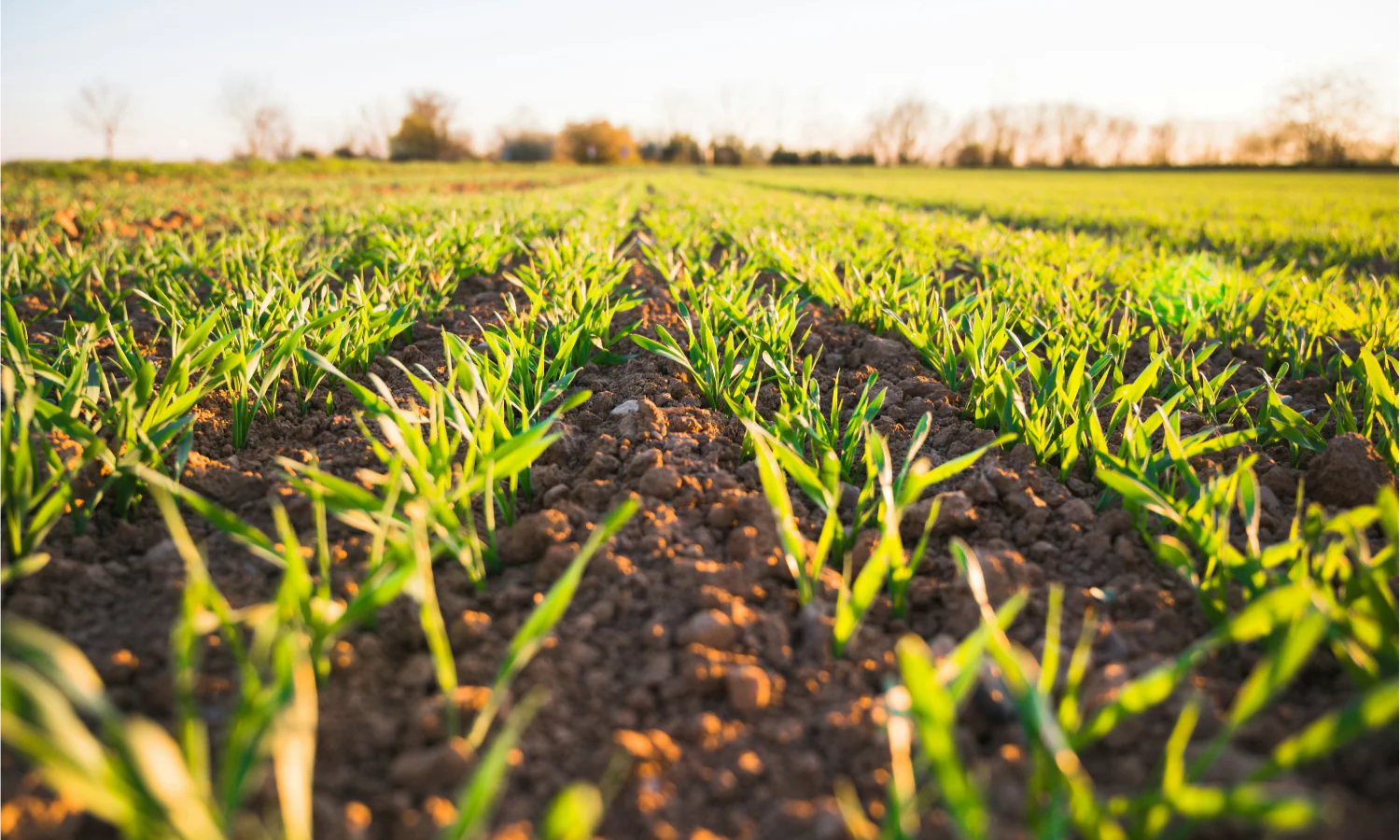 Taryn Davis Growing Forward Essay