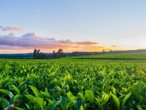 fields and farmland