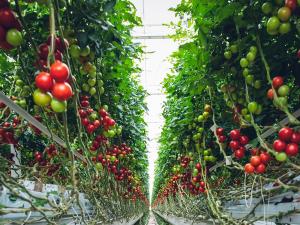 cherries on vines