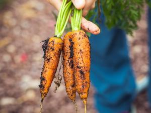 Carrots showing the importance of food