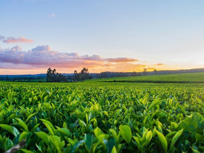 fields and farmland