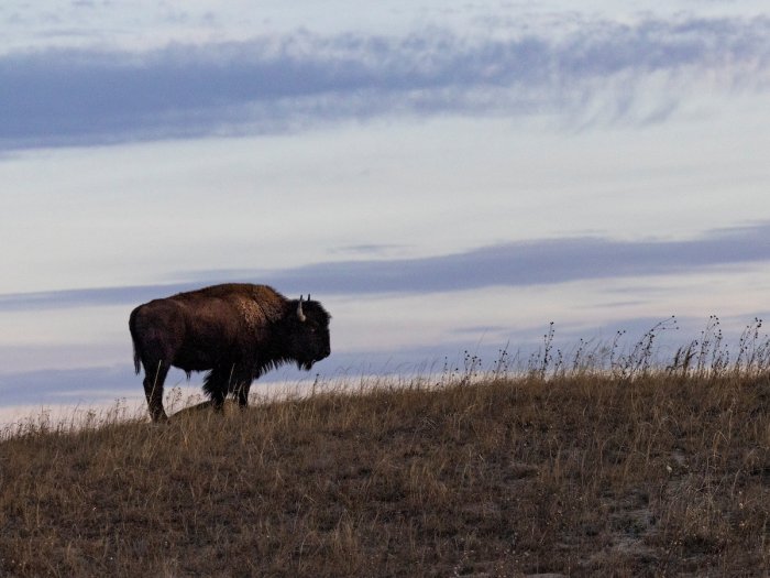 Buffalo in field Heather Dawn Thompson Article