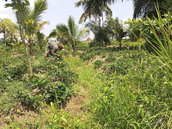 Moses Kansanga Postharvest Loss Essay June 2025