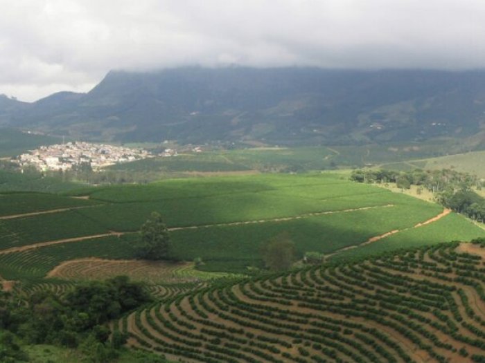 Anne Lappe Essay field 