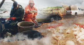 Illustration of different types of food production